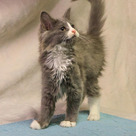 Adopt A Pet :: Appt. Pending - Dolphin - Versailles, KY