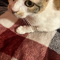 adopt-pet