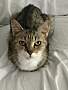 CHELSEA (IN FOSTER) - Domestic Shorthair available for adoption