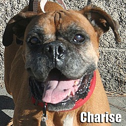 Thumbnail photo of Charise #1