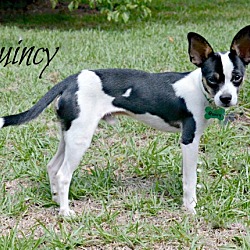 Thumbnail photo of Quincy #3