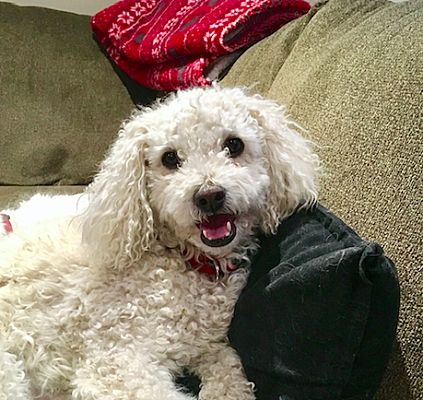 New York, NY - Poodle (Miniature). Meet Prince! a Pet for Adoption.