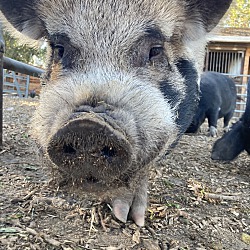 Photo of Chuck