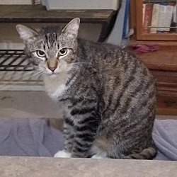 Photo of Dunkin (Barn Cat)