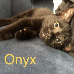 Photo of ONYX