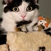adopt a pet