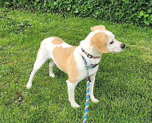 st. jacob, IL - Terrier (Unknown Type, Medium)/Beagle. Meet Markie a ...