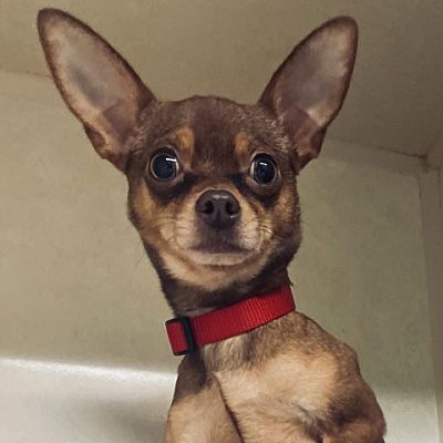 Peachtree City, GA - Chihuahua. Meet Pikachu a Pet for Adoption ...