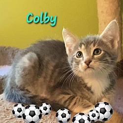 Thumbnail photo of COLBY #3