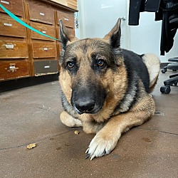Photo of Mouse