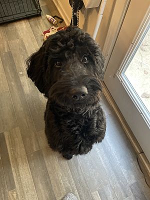 Atlanta, GA - Goldendoodle. Meet Hendrix a Pet for Adoption - AdoptaPet.com