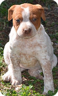 english bulldog red heeler mix