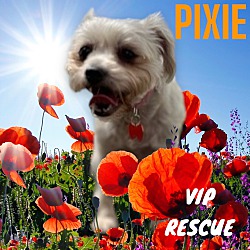 Thumbnail photo of PIXIE #2