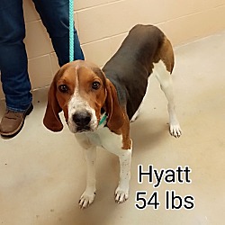 Photo of Hyatt