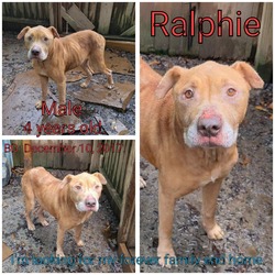 Thumbnail photo of Ralphie #1