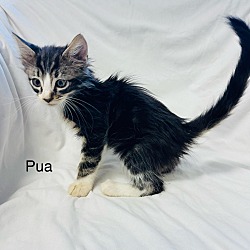 Photo of Pua