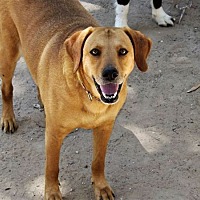 adopt a pet