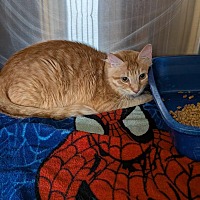 adopt a pet