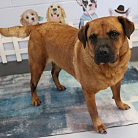 adopt a pet