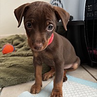 adopt a pet