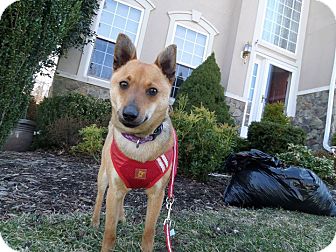 Manassas Va Shiba Inu Meet Reiji A Pet For Adoption