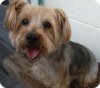 yorkshire terrier rescue southern california