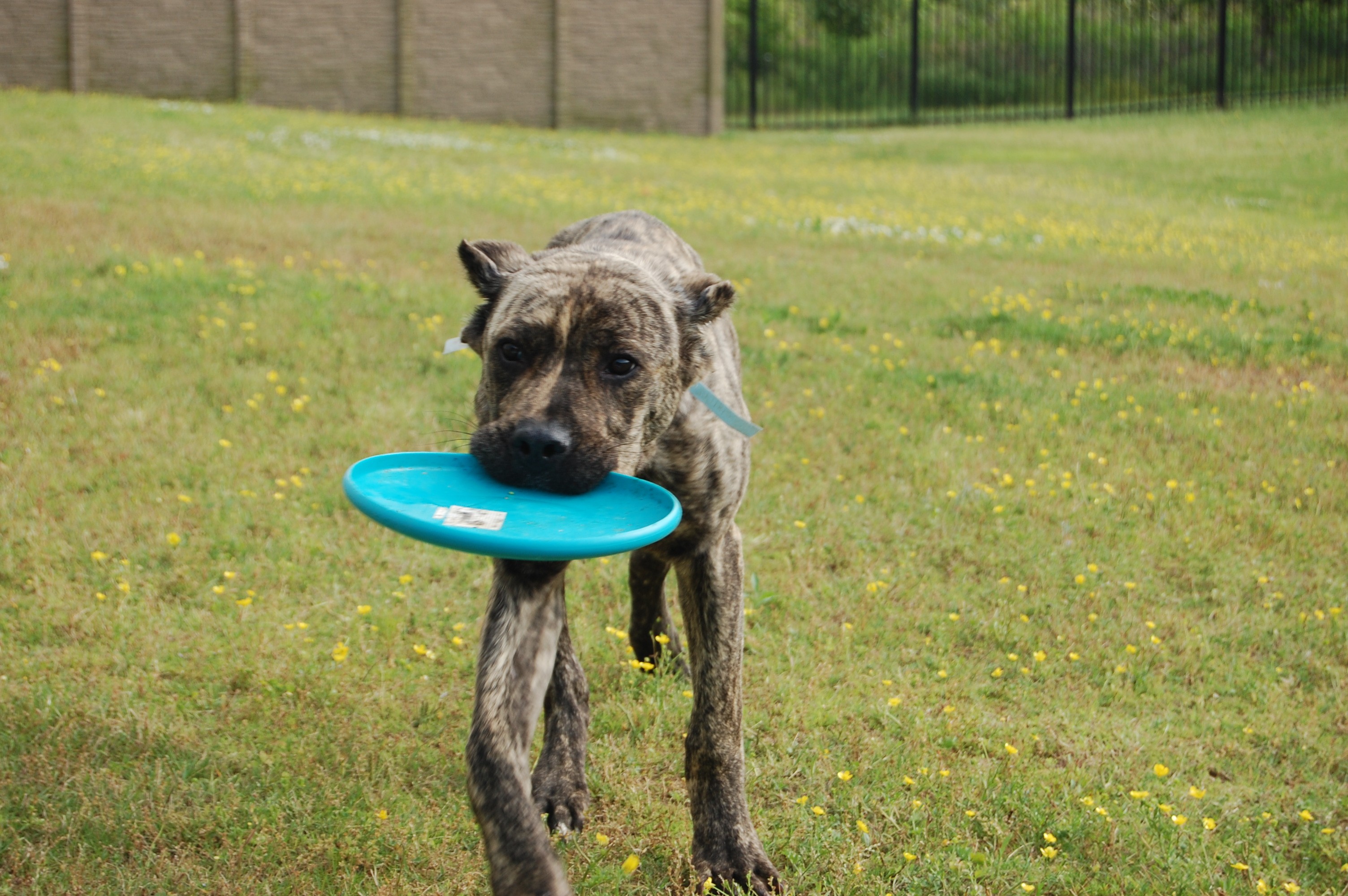 Nashville Tn Cane Corso Meet Hudson A Pet For Adoption
