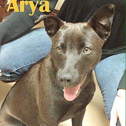 Thumbnail photo of Arya #3