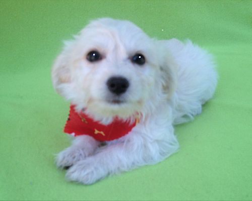 Burbank, CA - Maltese/Terrier (Unknown Type, Small). Meet Elise a Pet ...