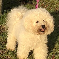 Virginia Beach, NC - Bichon Frise. Meet Mia a Pet for ...