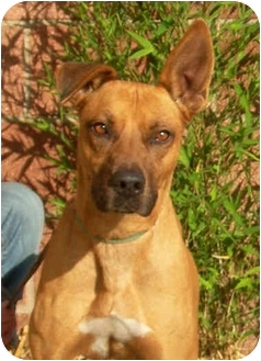 rhodesian ridgeback cattle dog mix