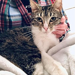Thumbnail photo of Stella (bonded with Brady) #2