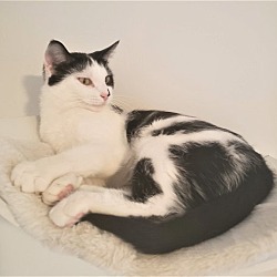 Photo of KITTY LIBERTY
