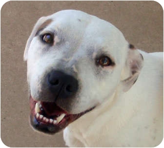 boxer property security houston tx