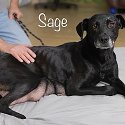 Photo of Sage
