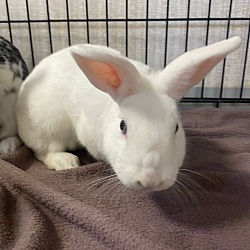 Photo of Snowy-Bonded to Coco