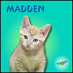 Photo of Madden