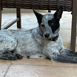 Thumbnail photo of Luna (Heeler) #1