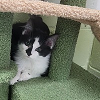 adopt a pet