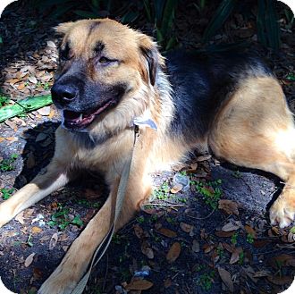 tibetan german shepherd