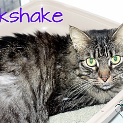 Thumbnail photo of Milkshake #2