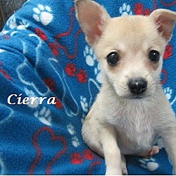 Thumbnail photo of Cierra #2