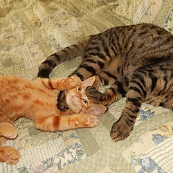 Thumbnail photo of FRISBEE - AMAZING CAT & STORY! #2