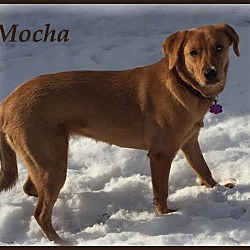 Thumbnail photo of Mocha (Riley) #3