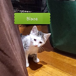 Thumbnail photo of Blaze #4