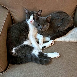 Thumbnail photo of OBIWAN CATNOBI (and brother) - Offered by Owner #1