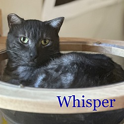 Thumbnail photo of Whisper #1