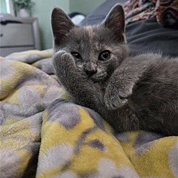Thumbnail photo of River (snuggly dilute tortie) #4