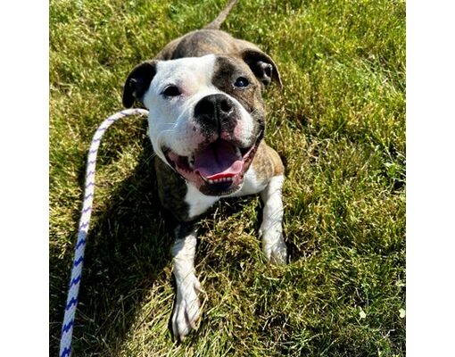 Wheaton, IL - American Bulldog/Mixed Breed (Medium). Meet Mrs Puff a ...