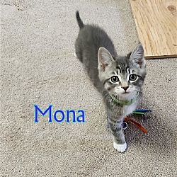 Photo of MONA - Artist Collection kitten